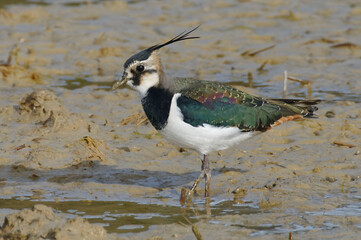 Northern Lapwing (Vanellus vanellus)