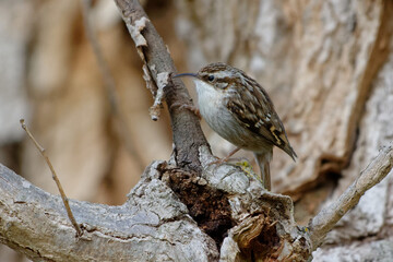 Short-toed Treecreeper (Certhia brachydactyla)