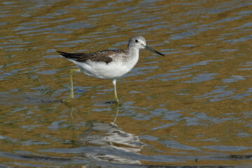 A Common Greenshank (Tringa nebularia) running in the water