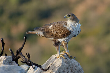 Bonelli's Eagle (Aquila fasciata) on a rock