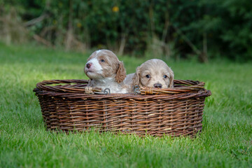 The small cute doodle puppies