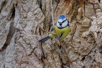 Eurasian Blue Tit (Cyanistes caeruleus) on a branch