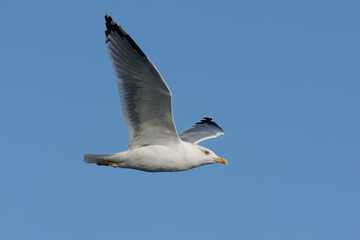 Obraz premium Yellow-legged gull (Larus michahellis) flying in the blue sky