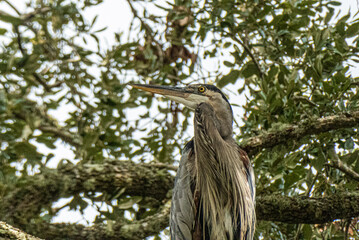 Great Blue Heron