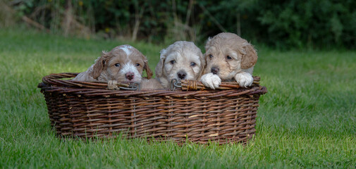 The small cute doodle puppies