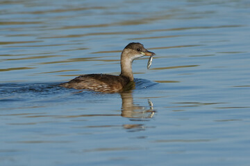 Little Grebe (Tachybaptus ruficollis) holding a fish in its beak