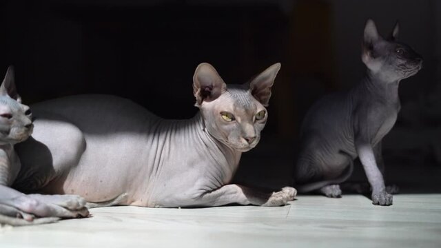 a flock of hairless cats of the Canadian sphinxes on vacation. Pets with big ears. sunny day and sunshine