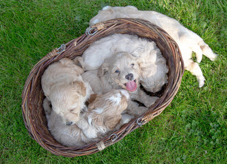 The small cute doodle puppies