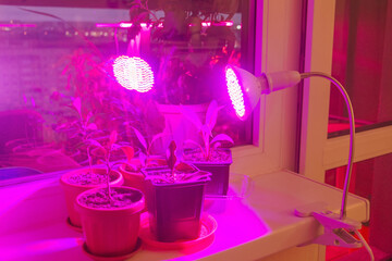 Full-spectrum phytolamp of red and blue colors illuminates rooms and plants during the winter period on the windowsill.