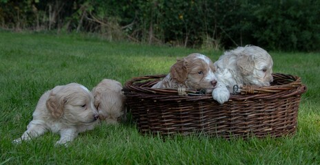 The small cute doodle puppies