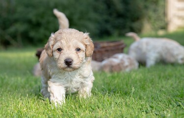 The small cute doodle puppies