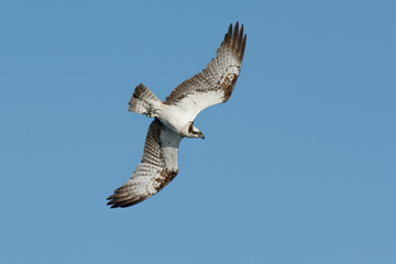 Osprey (Pandion haliaetus) flying