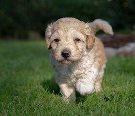 The small cute doodle puppies