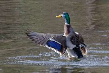  Male Mallard (Anas platyrhynchos)