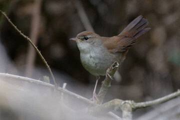 Cetti's Warbler (Cettia cetti) perched on a branch