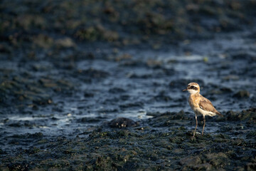 Lesser sand feeding at Tubli bay, Bahrain