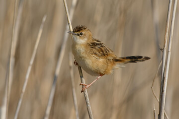 Zitting Cisticola (Cisticola juncidis) perched on a reef