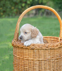 The small cute doodle puppies