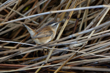 Moustached Warbler (Acrocephalus melanopogon) perched on a reed