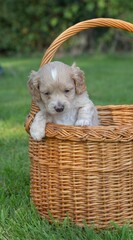 The small cute doodle puppies