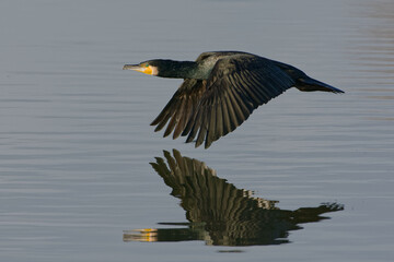 Great Cormorant (Phalacrocorax carbo) flying
