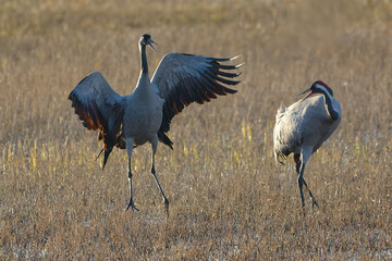 Common Cranes (Grus grus) dancing © André LABETAA