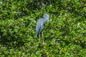 Little Blue Heron