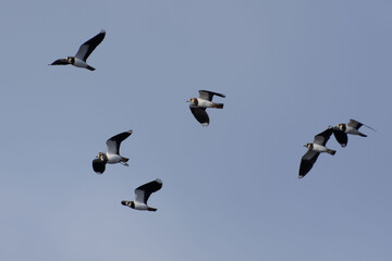 Northern Lapwings (Vanellus vanellus) flying in the blue sky