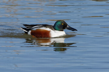 Male Northern Shoveler (Spatula clypeata) on the water