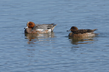 Coupe of Eurasian Wigeons (Anas penelope) on the water
