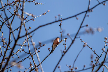 Pretty eurasian bullfinch sitting on branch	