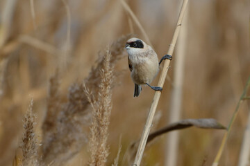 Male Eurasian Penduline Tit (Remiz pendulinus) perched on a reed