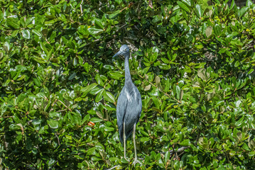 Little Blue Heron