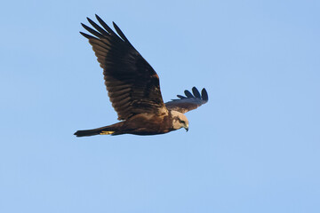 Female Western Marsh Harrier (Circus aeruginosus) flying in the blue sky