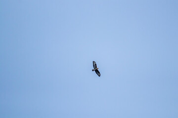 Common buzzard with spread wings