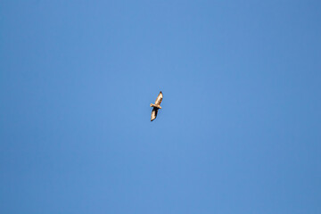 Sunlight Common buzzard flying through sky