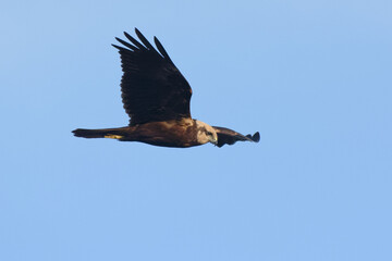 Female Western Marsh Harrier (Circus aeruginosus) flying in the blue sky