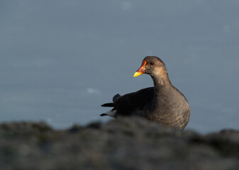 Common Moorhen at Tubli bay in the monring light, Bahrain