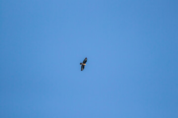 Buteo buteo flying through sky