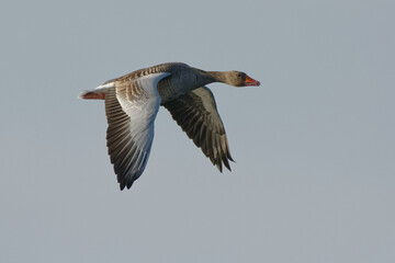 Greylag Goose (Anser anser) flying in the blue sky