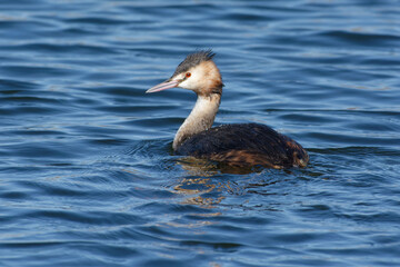 Great Crested Grebe (Podiceps cristatus)