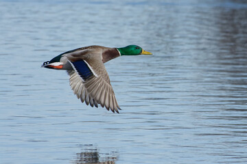 Obraz premium Male Mallard (Anas platyrhynchos) flying above the water