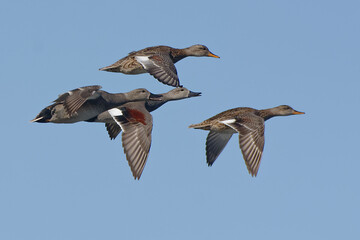 Gadwalls (Mareca strepera) flying in the blue sky