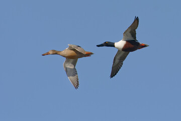 Couple of Northern Shoveler (Spatula clypeata) flying