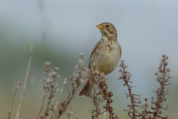 Corn Bunting (Emberiza calandra)