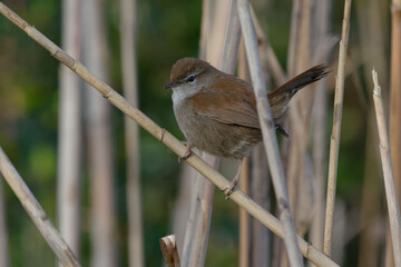 Cetti's Warbler (Cettia cetti) perched on a reed