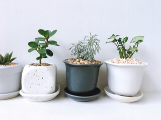Collection of small plant, cactus and succulent plants in ceramic pots, plants on white shelf. minimalistic trend small garden indoor plants.