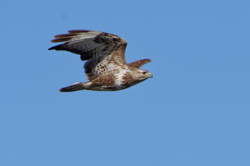 Common Buzzard (Buteo buteo) flying in the blue sky