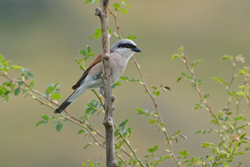 Red-backed Shrike (Lanius collurio)  on a branch