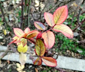 red and yellow leaves